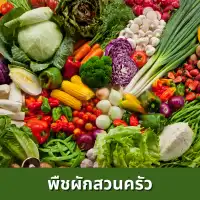 เช็กราคาพืชผักสวนครัว เช็กราคาพืชผักสวนครัว