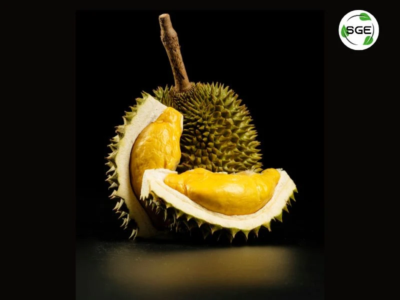 ทุเรียน (Durian) ทุเรียน (Durian)
