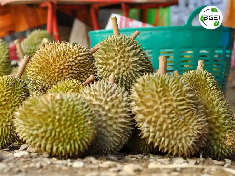 ทุเรียน (Durian) ทุเรียน (Durian)