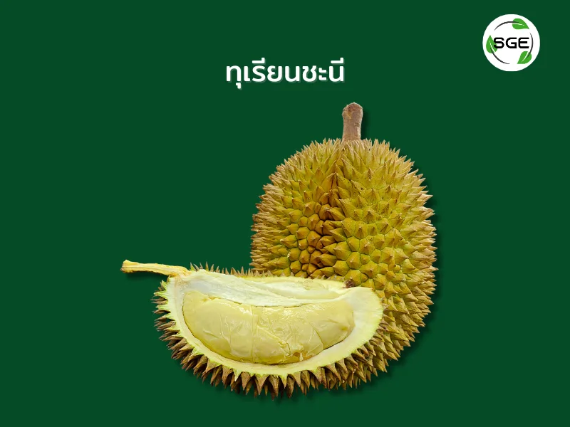 ทุเรียน พันธุ์ชะนี ทุเรียน พันธุ์ชะนี