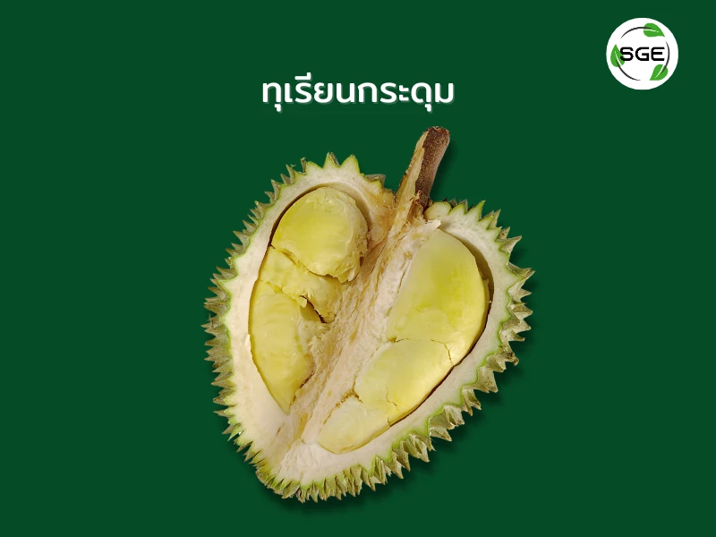 ทุเรียน พันธุ์กระดุม ทุเรียน พันธุ์กระดุม