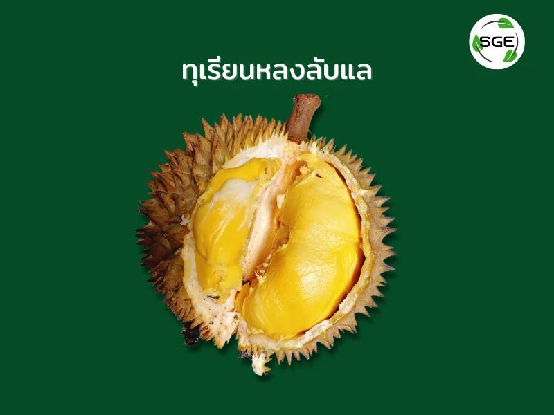 ทุเรียน พันธุ์หลงลับแล ทุเรียน พันธุ์หลงลับแล