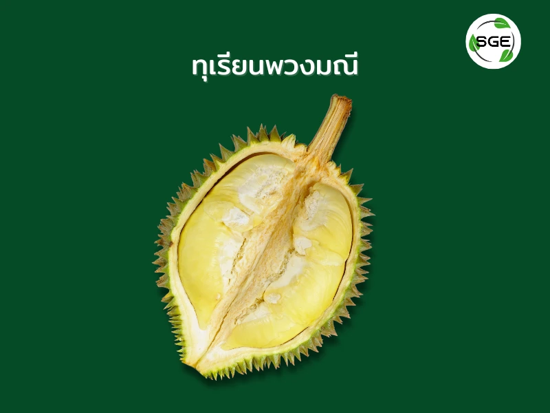 ทุเรียน พันธุ์พวงมณี ทุเรียน พันธุ์พวงมณี