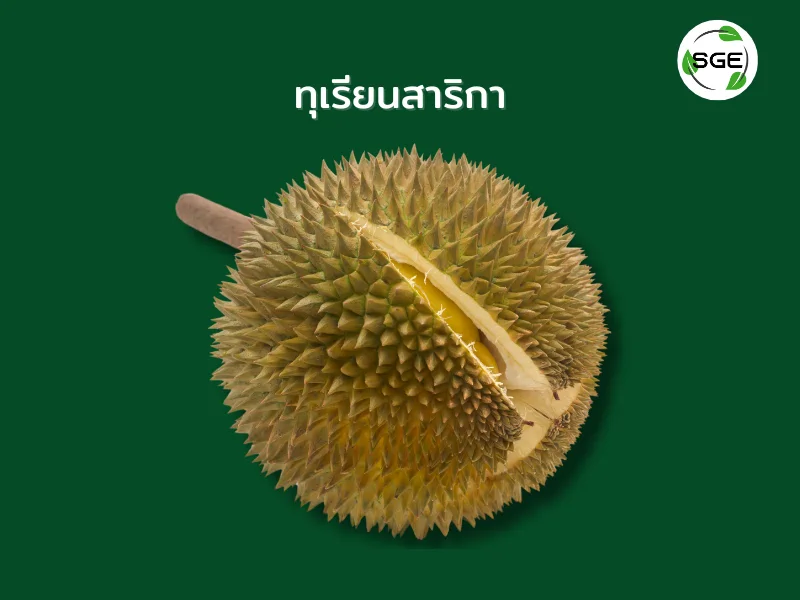 ทุเรียน พันธุ์สาริกา ทุเรียน พันธุ์สาริกา