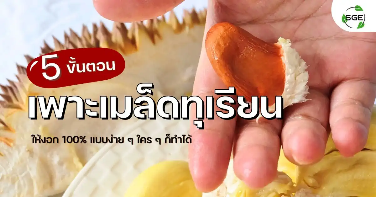 5 ขั้นตอน วิธีเพาะเมล็ดทุเรียน ให้งอก 100% แบบง่าย