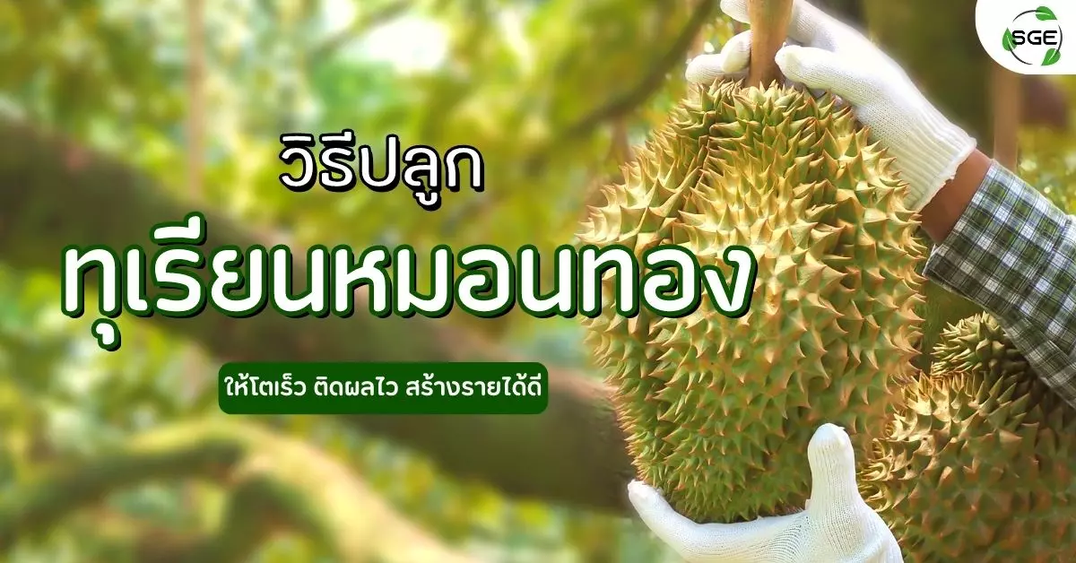 10 วิธีปลูกทุเรียนหมอนทองให้โตเร็ว ติดผลไว สร้างรายได้ดี