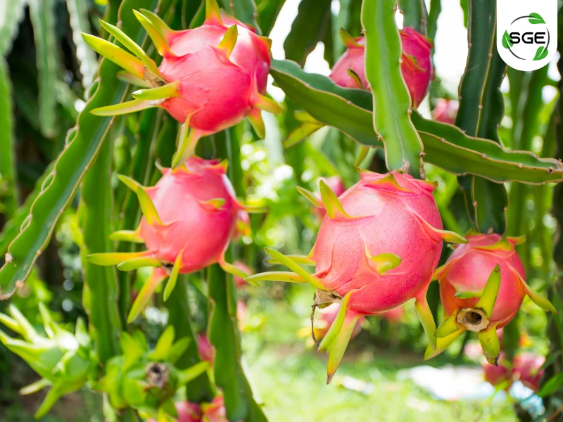 แก้วมังกร (Dragon Fruit) แก้วมังกร (Dragon Fruit)