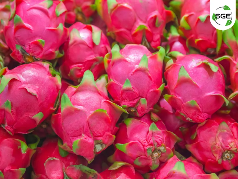 แก้วมังกร (Dragon Fruit) แก้วมังกร (Dragon Fruit)