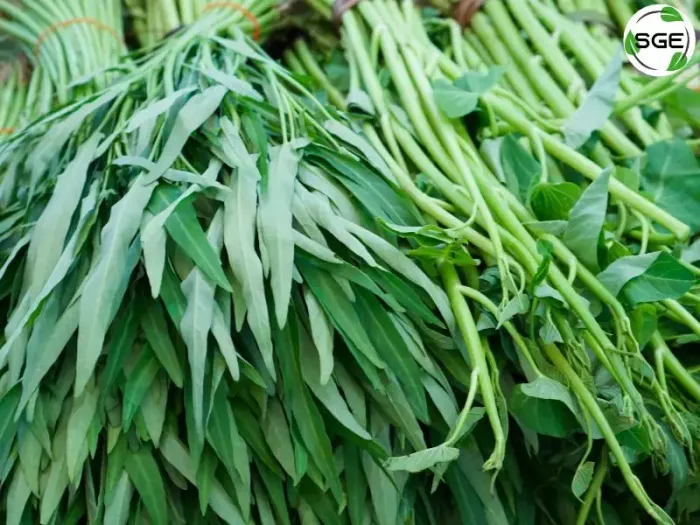 ผักบุ้ง (Morning glory) ผักบุ้ง (Morning glory)