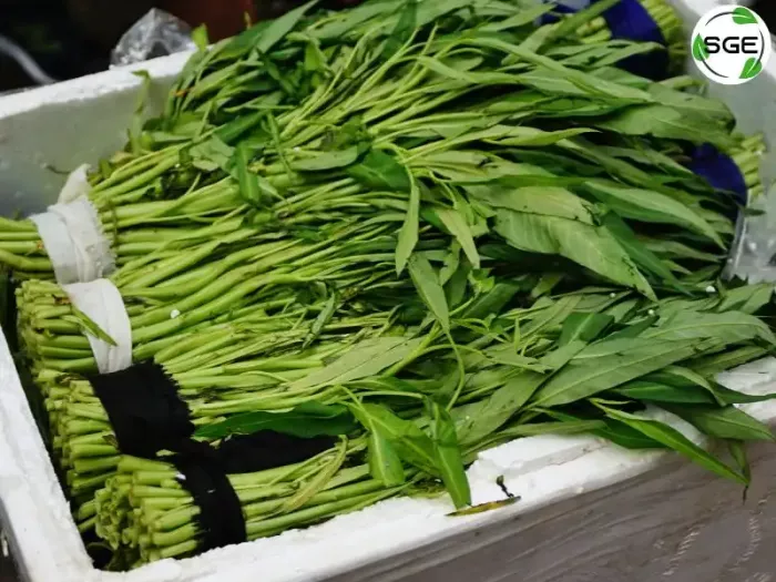 ผักบุ้ง (Morning glory) ผักบุ้ง (Morning glory)