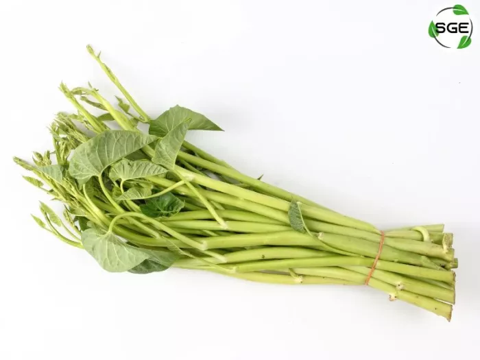 ผักบุ้งไทย (Water spinach) ผักบุ้งไทย (Water spinach)