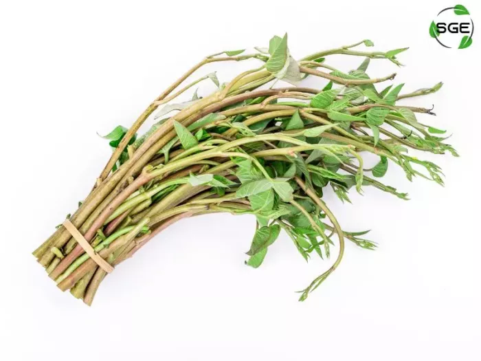 ผักบุ้งนา หรือผักบุ้งแดง (Red water spinach) ผักบุ้งนา หรือผักบุ้งแดง (Red water spinach)