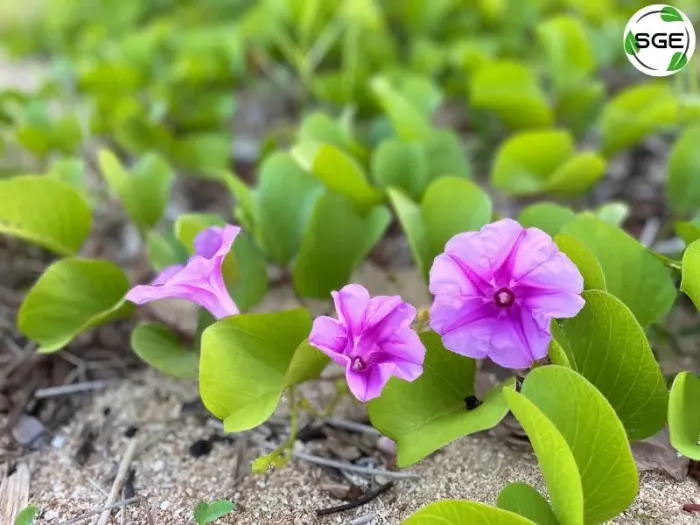 ผักบุ้งทะเล (Goat’s Foot Creeper) ผักบุ้งทะเล (Goat’s Foot Creeper)