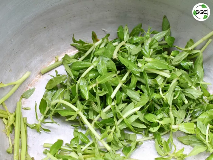 ผักแขยง ผักกะแยง (Rice paddy herb)