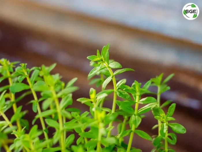 ผักแขยง ผักกะแยง (Rice paddy herb)