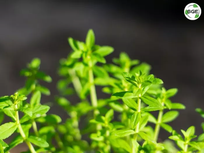ผักแขยง ผักกะแยง (Rice paddy herb)