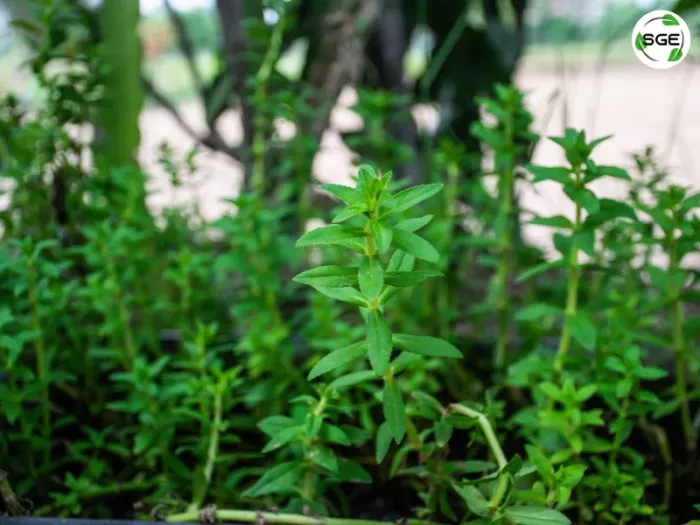 ผักแขยง ผักกะแยง สายพันธุ์ Limnophila aromatica (Lam.) Merr.