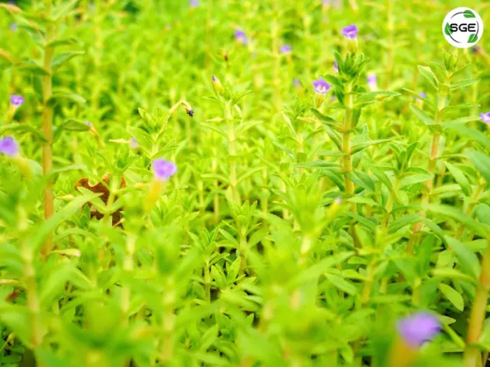 ผักแขยง ผักกะแยง สายพันธุ์ Limnophila geoffrayi Bonati