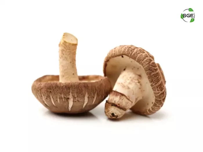 เห็ดหอม (Shiitake Mushroom) เห็ดหอม (Shiitake Mushroom)