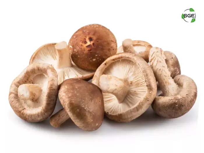 เห็ดหอม (Shiitake Mushroom) เห็ดหอม (Shiitake Mushroom)