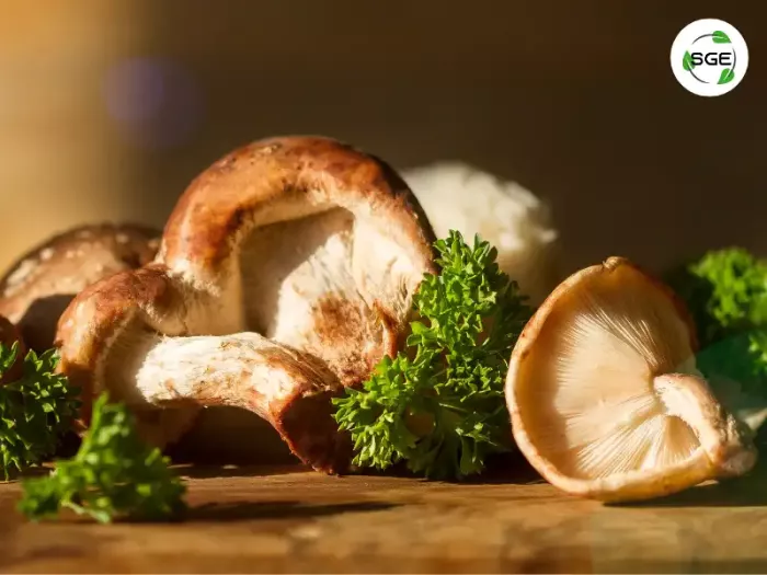 เห็ดหอม (Shiitake Mushroom) เห็ดหอม (Shiitake Mushroom)