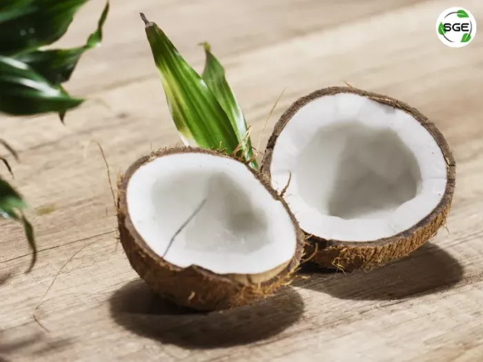มะพร้าว (coconut) มะพร้าว (coconut)
