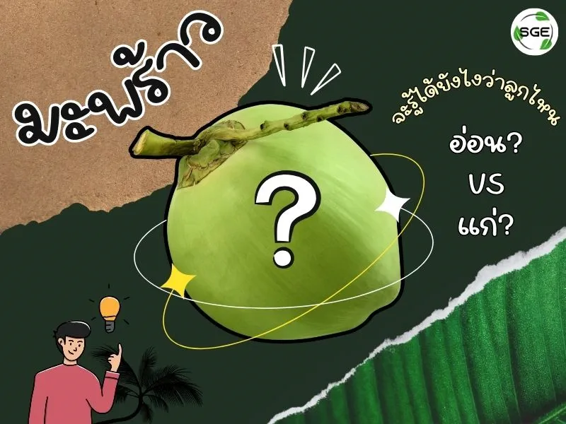 วิธีดูมะพร้าวอ่อน วิธีดูมะพร้าวอ่อน
