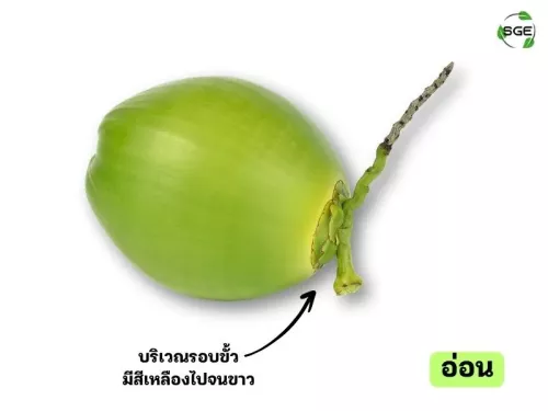 วิธีดูมะพร้าวอ่อน วิธีดูมะพร้าวอ่อน