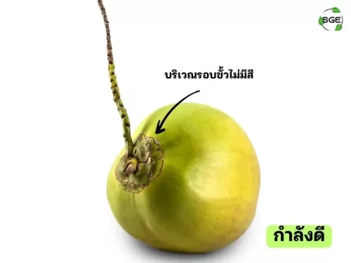 วิธีดูมะพร้าวอ่อน วิธีดูมะพร้าวอ่อน