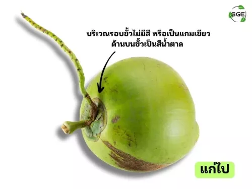 วิธีดูมะพร้าวอ่อน วิธีดูมะพร้าวอ่อน