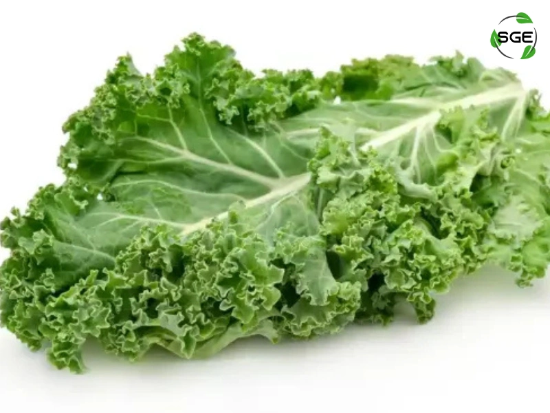 ผักเคล (Kale) ผักเคล (Kale)