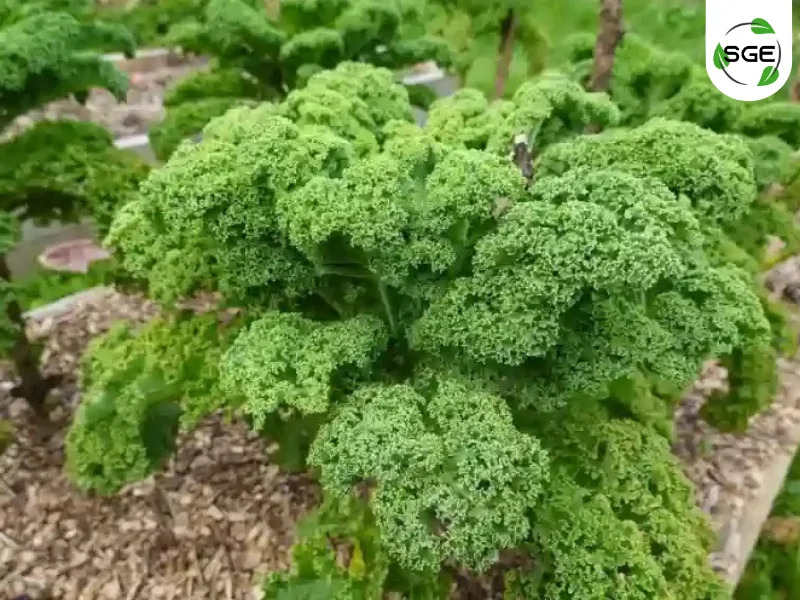 ผักเคล (Kale) ผักเคล (Kale)