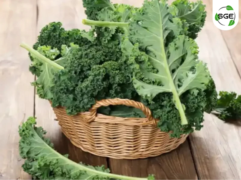 เคลใบหยิก (Curly Leaf Kale) เคลใบหยิก (Curly Leaf Kale)