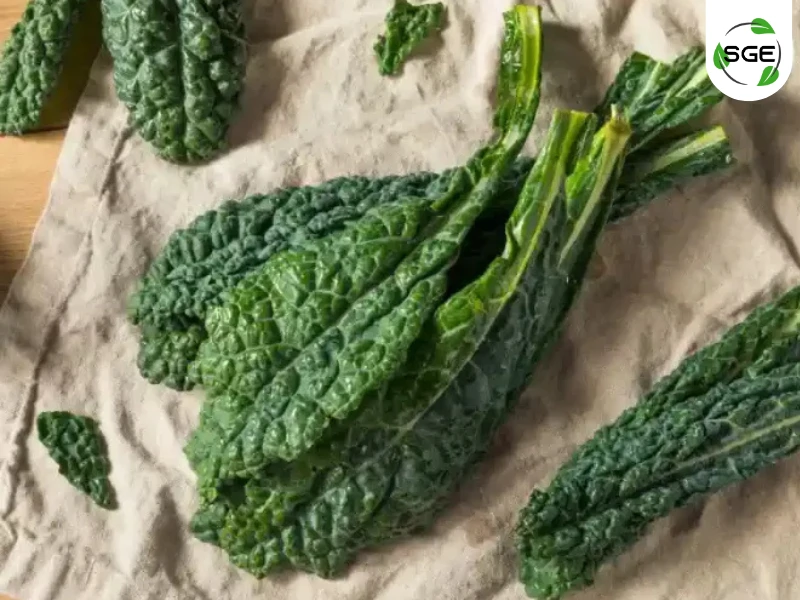 เคลใบตรง (Lacinato Kale) เคลใบตรง (Lacinato Kale)