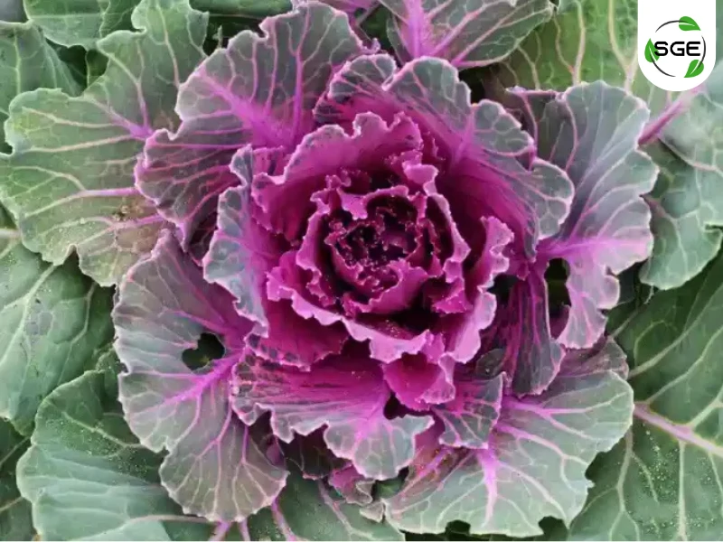 ออร์นาเมนทอลเคล (Ornamental Kale) ออร์นาเมนทอลเคล (Ornamental Kale)