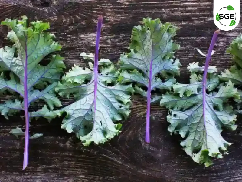 เคลแดง (Red Russian Kale) เคลแดง (Red Russian Kale)