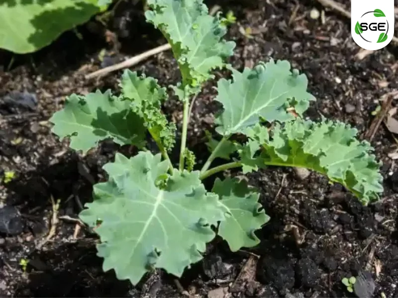ไซบีเรียนเคล (Siberian Kale) ไซบีเรียนเคล (Siberian Kale)