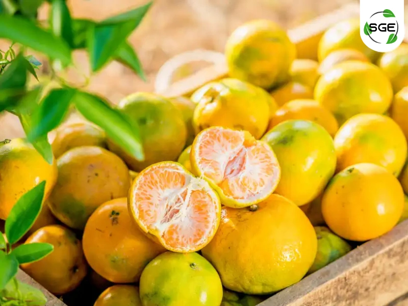 ส้มเขียวหวาน (Tangerine) ส้มเขียวหวาน (Tangerine)