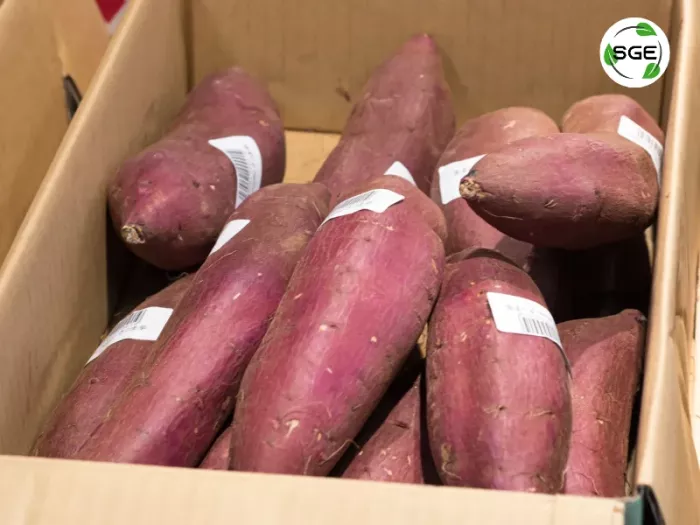 มันม่วงญี่ปุ่น (Japanese Purple Potato) มันม่วงญี่ปุ่น (Japanese Purple Potato)