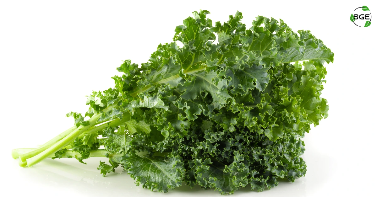 ผักเคล (Kale) ประโยชน์ โทษที่ต้องรู้ พร้อมวิธีปลูกให้โตสวยและไม่ขม ผักเคล (Kale) ประโยชน์ โทษที่ต้องรู้ พร้อมวิธีปลูกให้โตสวยและไม่ขม