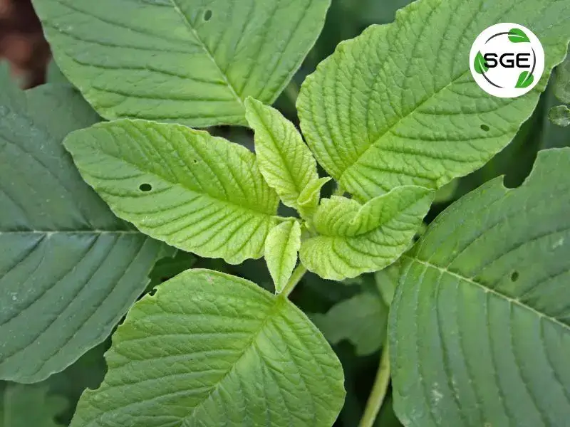 ผักโขม (Amaranth) ผักโขม (Amaranth)