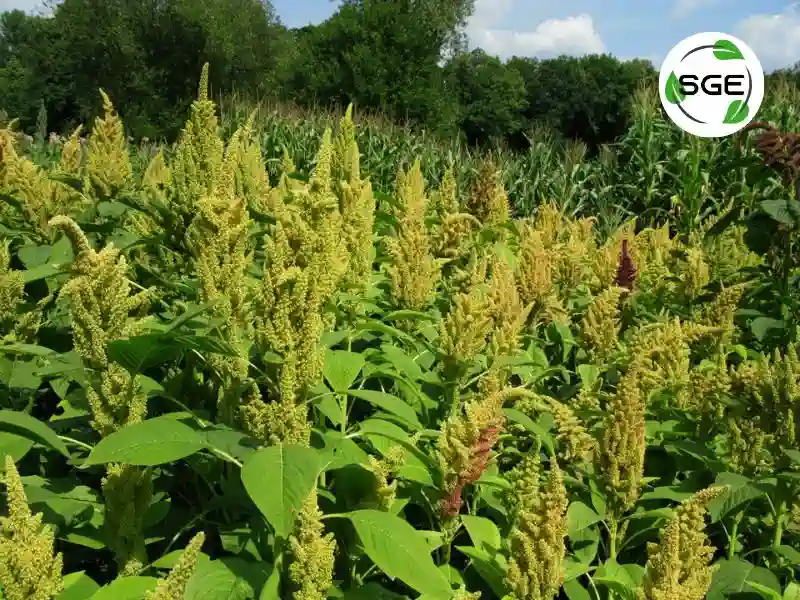 ผักโขม (Amaranth) ผักโขม (Amaranth)