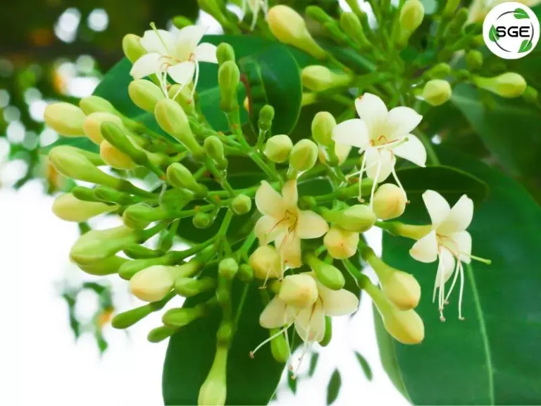 กันเกรา (Tembesu) กันเกรา (Tembesu)