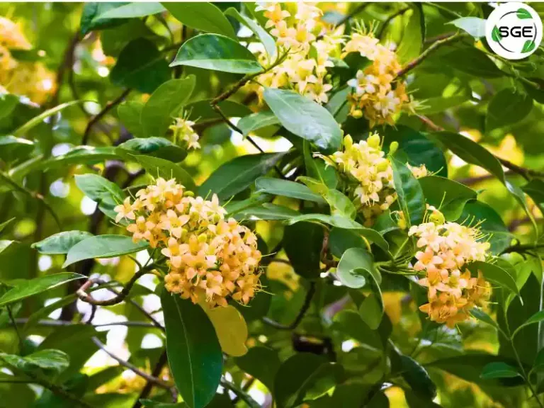 กันเกรา (Fagraea fragrans Roxb.) กันเกรา (Fagraea fragrans Roxb.)