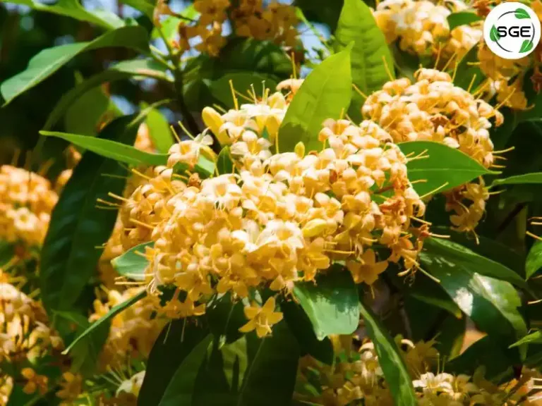 กันเกราด่าง (Cyrtophyllum fragrans (Roxb.) DC.) กันเกราด่าง (Cyrtophyllum fragrans (Roxb.) DC.)