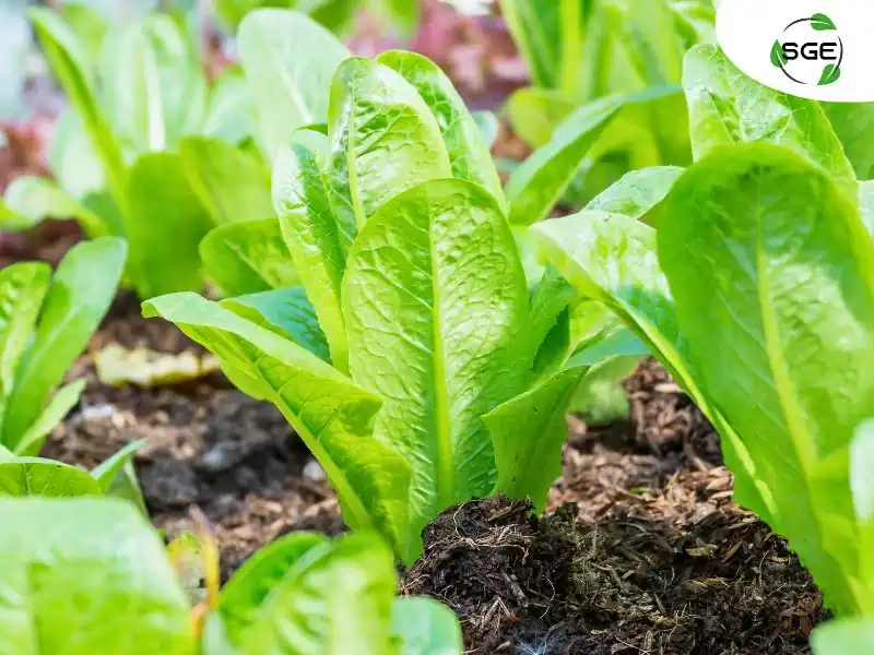 ผักคอส (Cos Lettuce) ผักคอส (Cos Lettuce)