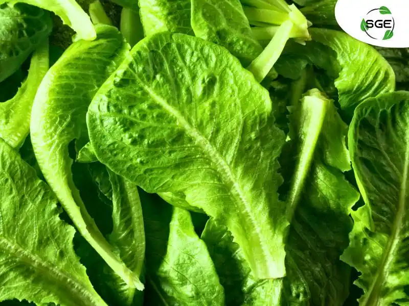ผักคอส (Cos Lettuce) ผักคอส (Cos Lettuce)