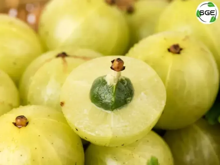 มะขามป้อม (Indian Gooseberry) มะขามป้อม (Indian Gooseberry)