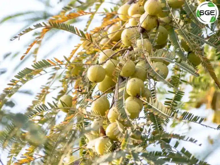 มะขามป้อม (Indian Gooseberry) มะขามป้อม (Indian Gooseberry)