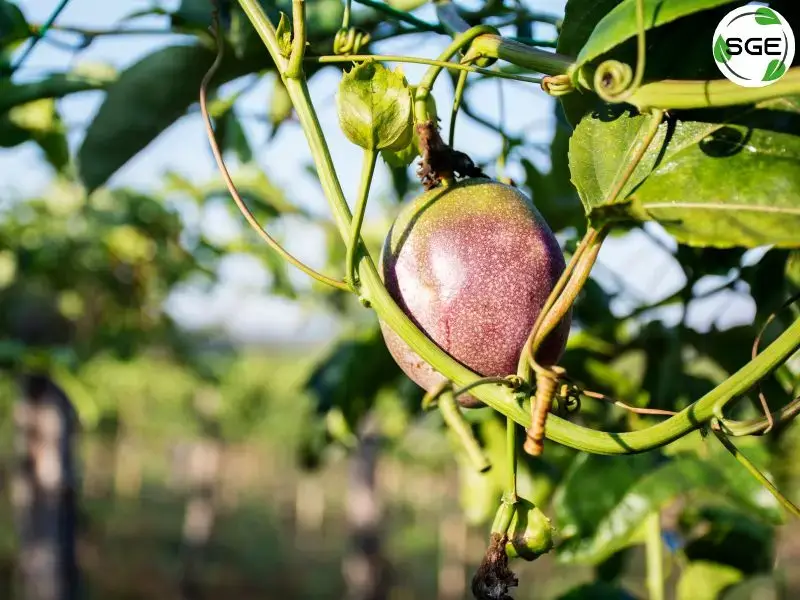 เสาวรส (Passion fruit) เสาวรส (Passion fruit)